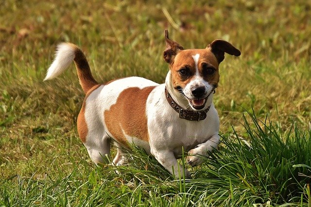 Jack Russell in gras