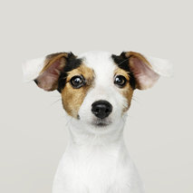 lachende Jack Russell