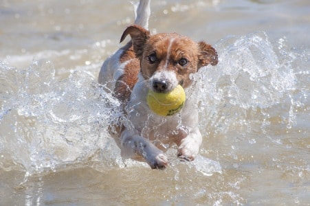Jack Russell met bal in water