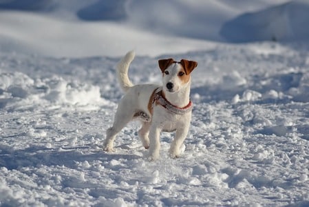 Jack Russell in sneeuw