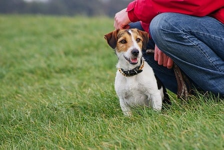 Jack Russell aan de lijn 