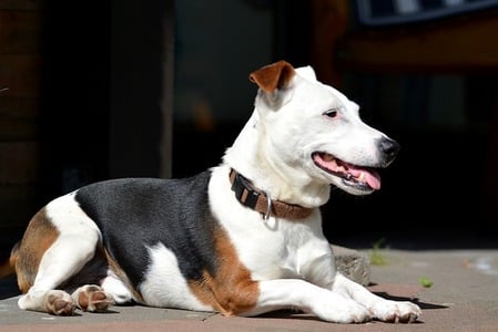 Jack Russel liggen 