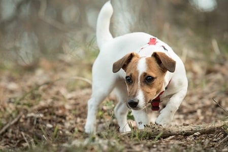 Jack Russell in bos