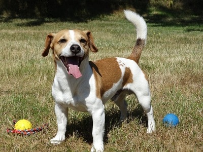 Hond met speeltje