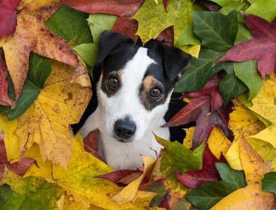 Jack Russell herfst