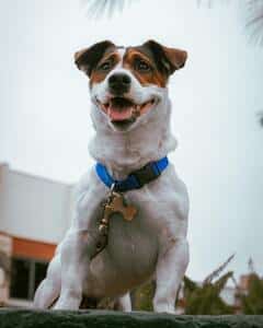 Jack Russell