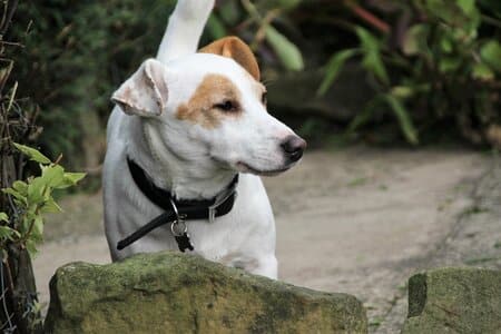 Jack Russell
