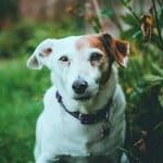 Jack Russell