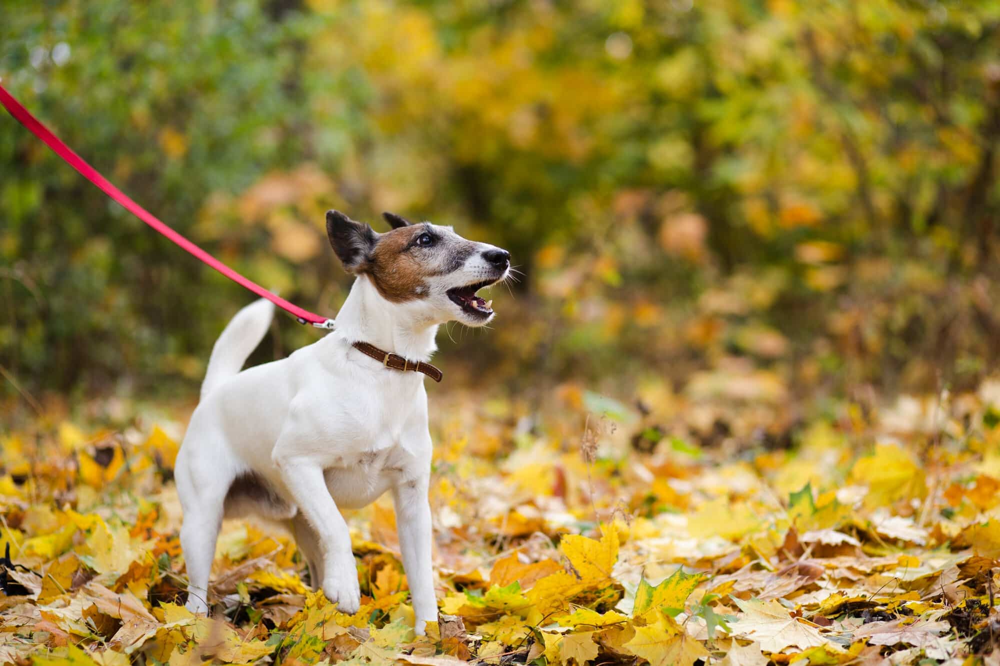 Wanneer Is Een Hond Zindelijk