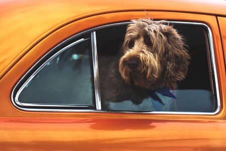 Labradoodle in auto